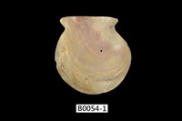 藏品(白蝶珍珠蛤)的圖片